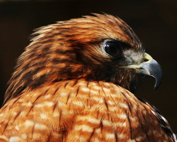 Hawk