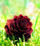 Forest treasures... by anchiix