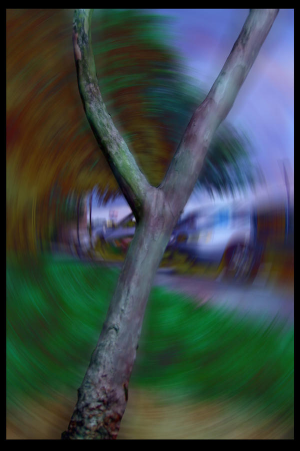 Y Tree by photoguru89 on DeviantArt