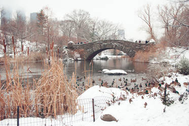 Central Park Winter Ducks