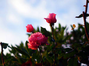 Pink, Green and Blue