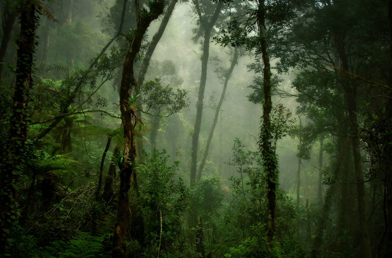 Deep Forest