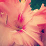 Gladiolus - 3