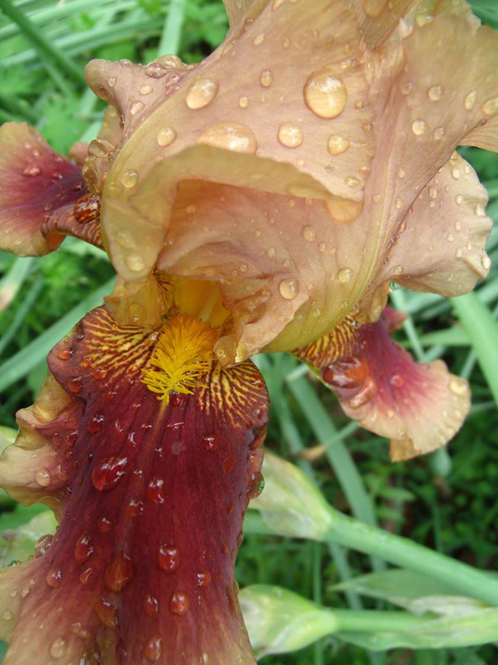 More Iris