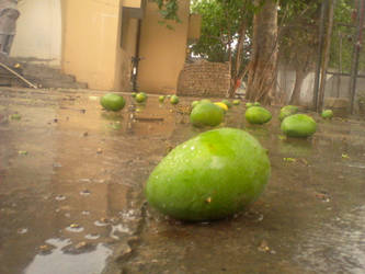 Mango Rain