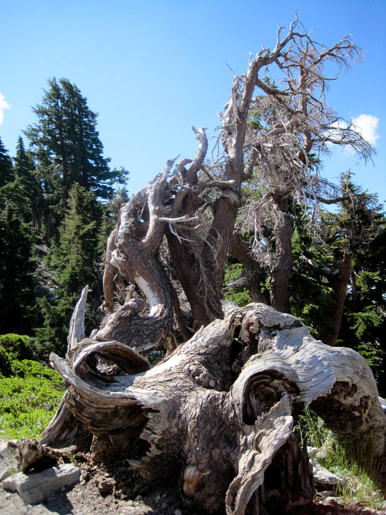 Shattered Trees by dkuart on DeviantArt