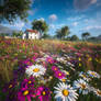 Endless Field of Blooms