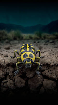 Nocturne of the Golden Beetle