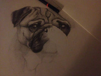 WIP pug