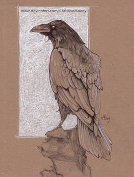 Crow study