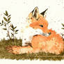 Baby fox