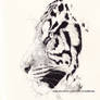 Tiger sketch