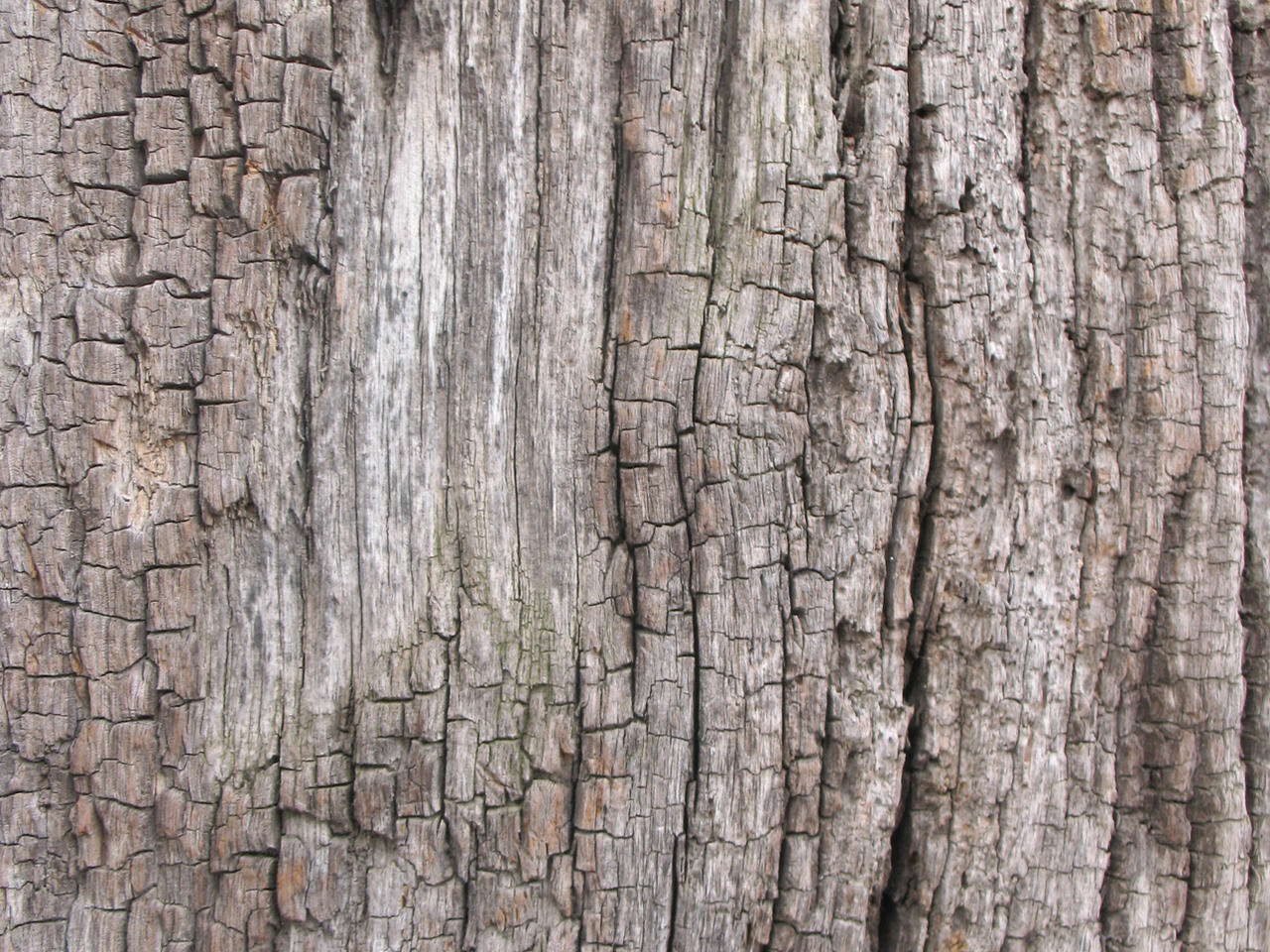 Old Wood texture 3