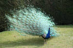 Peacock stock 8 by Random-Acts-Stock
