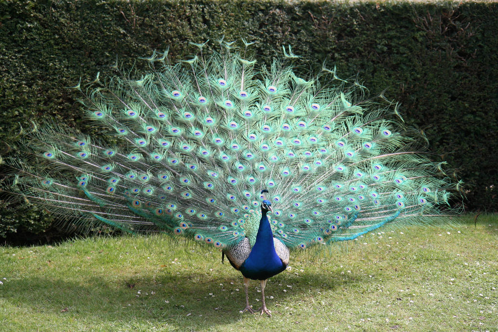 Peacock stock 9