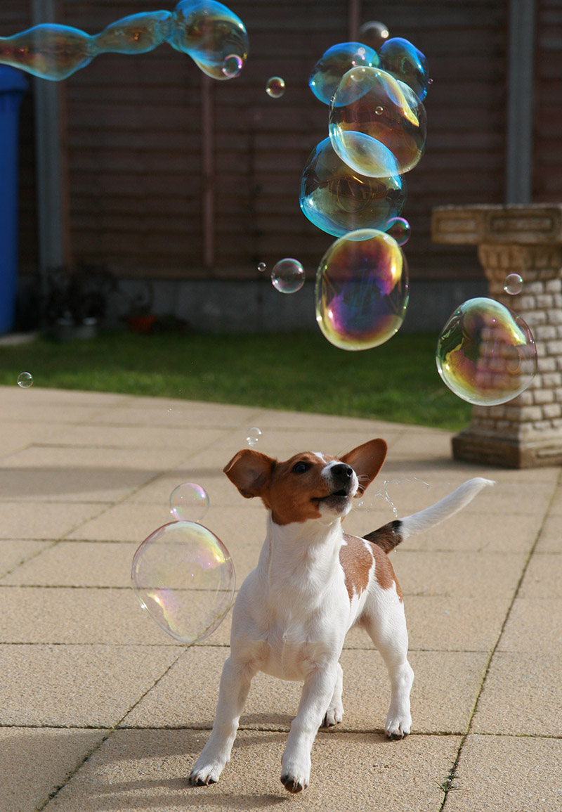 Dog stock 9 by Random-Acts-Stock