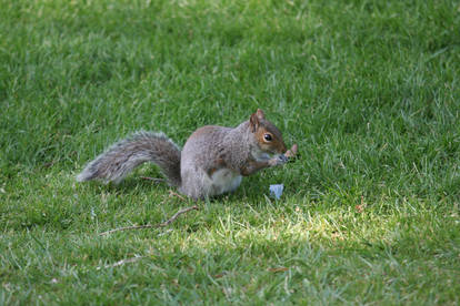 Kew critter stock 1