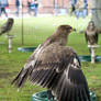 Bird of prey 7