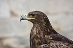 Bird of Prey 23 by Random-Acts-Stock