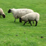 Sheep stock 9