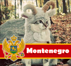 Montenegro Cat