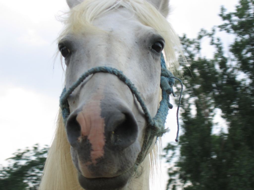 majestic horse close-up