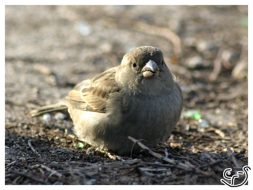 Little sw33t sparrow
