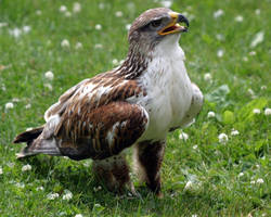 a hawk on a grass pach