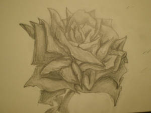 rose finished