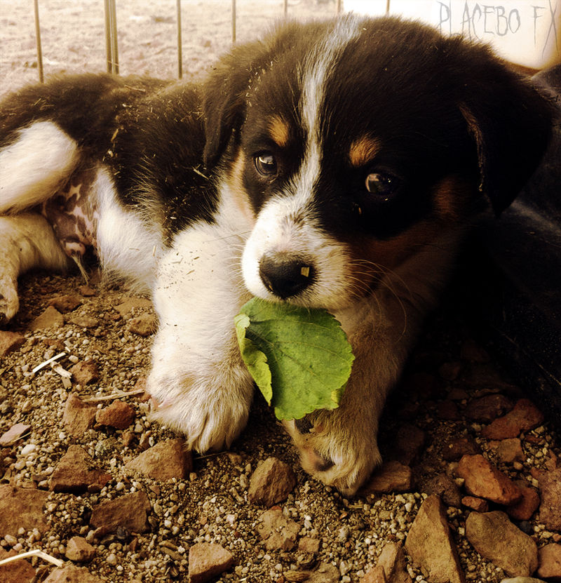 I Found a Leaf!