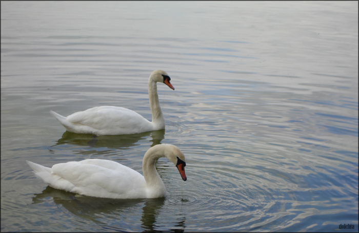 Swans