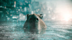 The Journey Of A Capybara