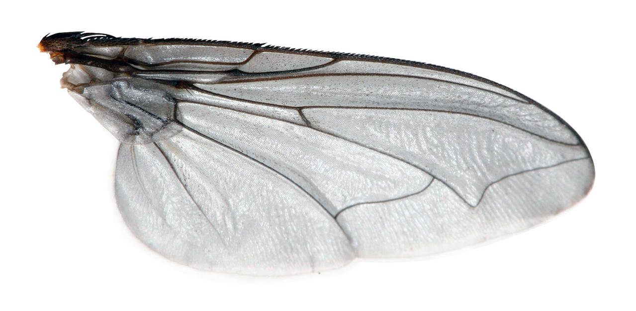 Fly Wing by evilneil on DeviantArt