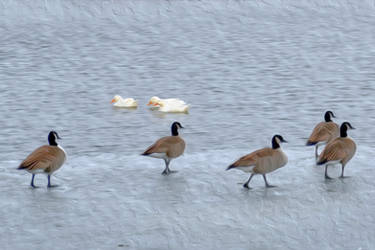 Ducks and Geese on ice and water