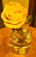 Yellow Rose