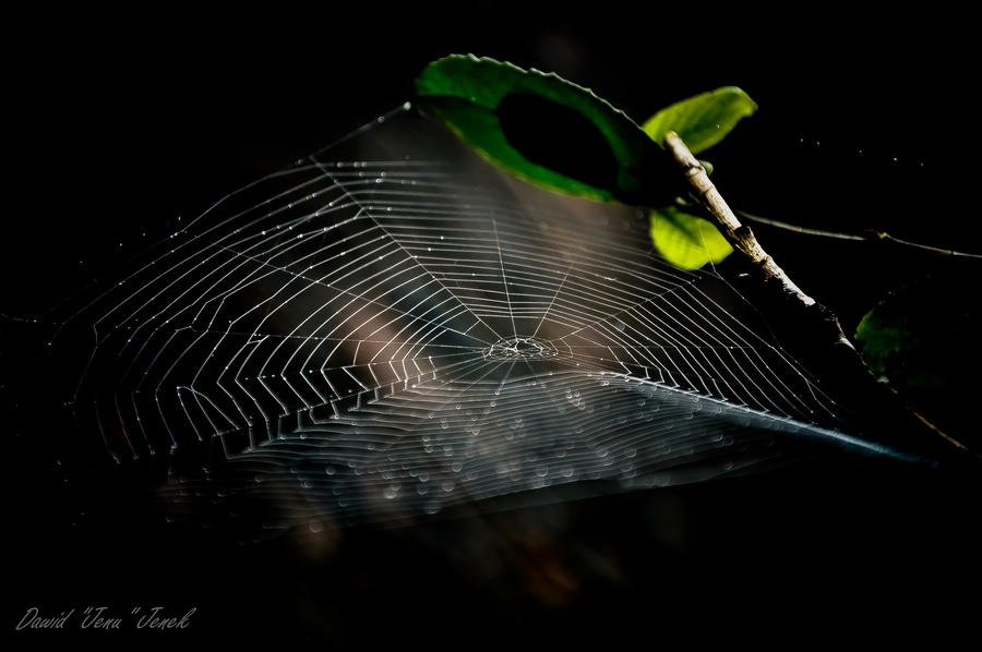 Spider web by JENU89