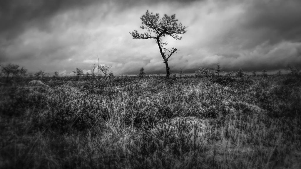 Mire tree. by MHelenelund Mire tree. by MHelenelund