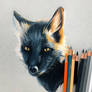 Melanistic Fox- Color Pencil