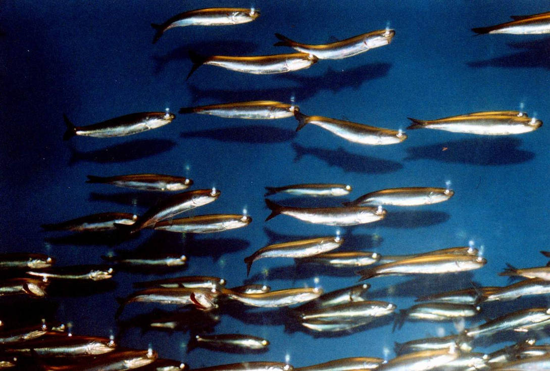 So Many Fish in the Sea by Vennum on DeviantArt