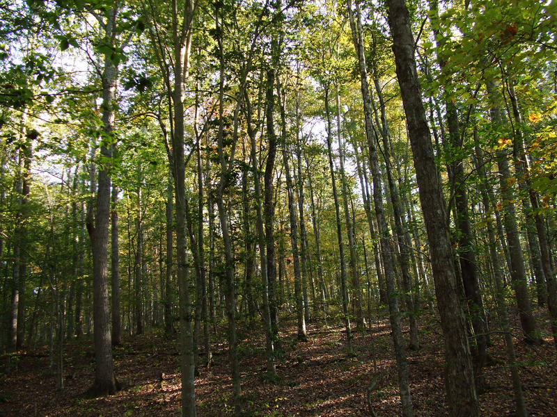 Tennessee Forest II