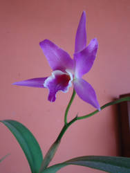 purple orchid