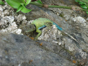 blue and green lizard