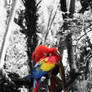 Parrot Edit