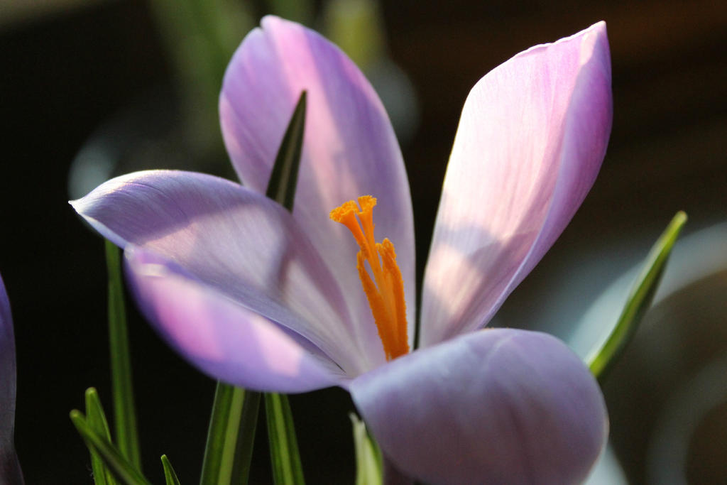 More Crocus