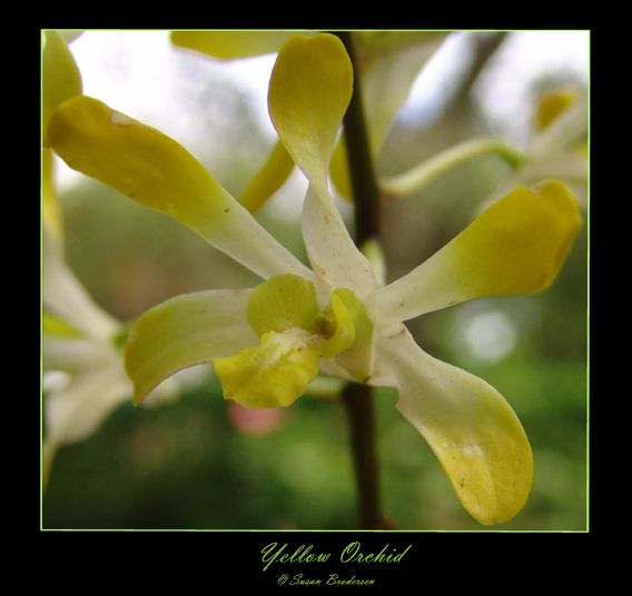 Yellow Orchid