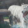 white_tiger