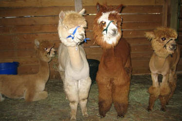 Alpaca Camp