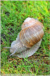 Roman Snail - Helix Pomatia by Greyscale87
