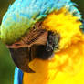 Shy Macaw