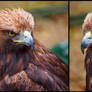 Golden Eagle